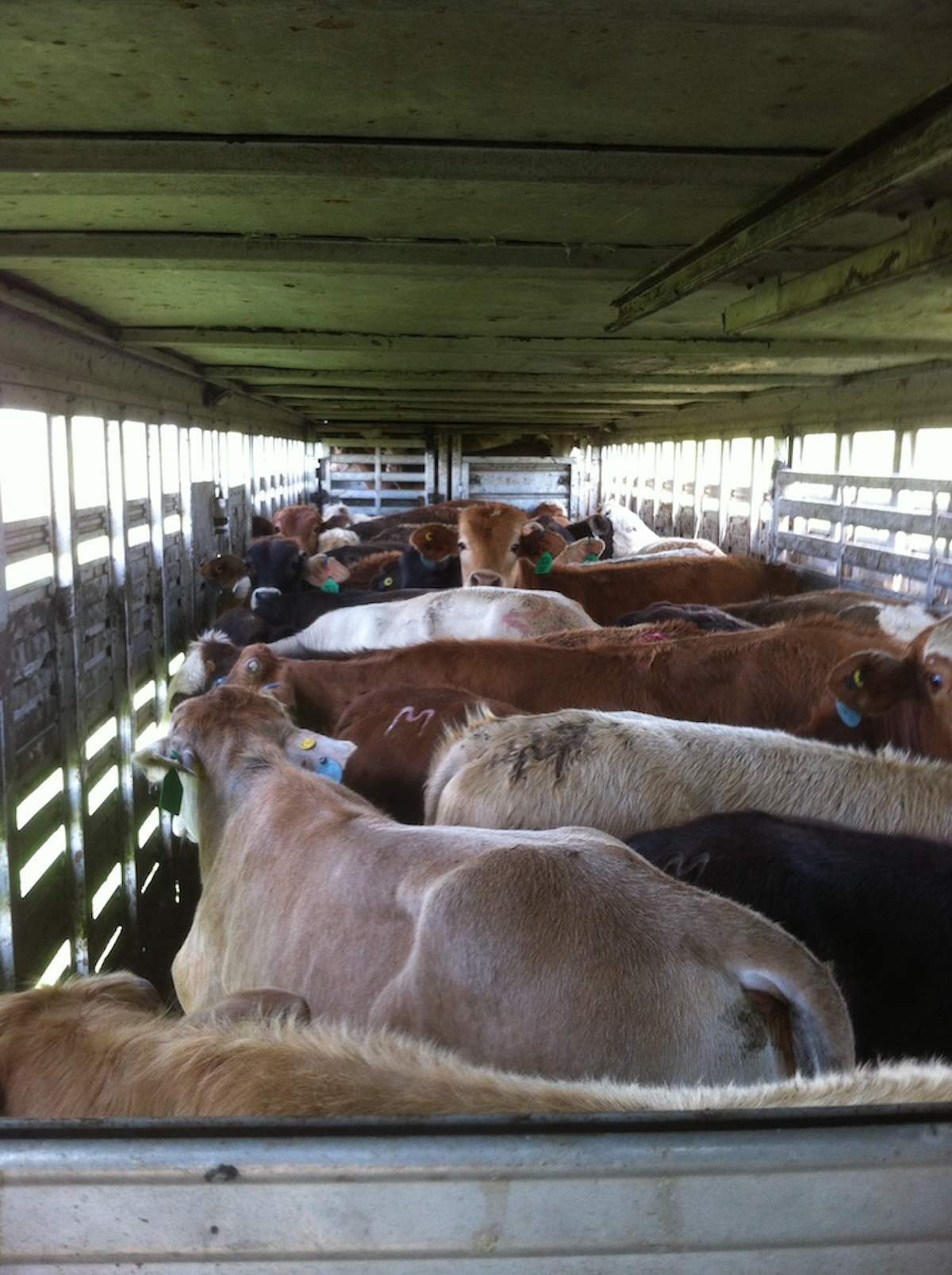 Part 1 Livestock Haulers Must Care For Cargo Truckers News
