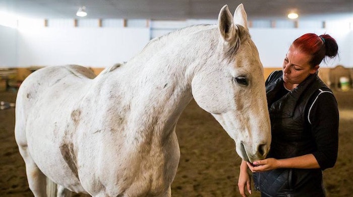 Love For Animals Leads Driver To Cattle Hauling Horse Racing Truckers News