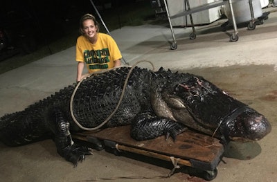 big-alligator
