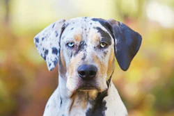 catahoula-leopard-dog