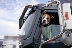 dog-casting-1