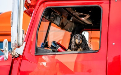 Drivers who want to adopt dogs sought for video