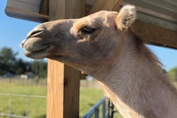 casper-the-camel