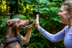 dogs-2