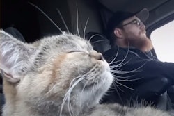 tora-the-trucker-cat