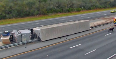 cattle-truck-crash-in-florida