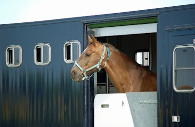 horse-in-trailer