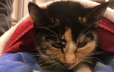Ice Road Kitten rescued by kind-hearted trucker