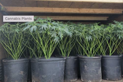 Marijuana plants