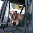 Dog in the window of a truck