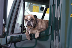 Dog in the window of a truck