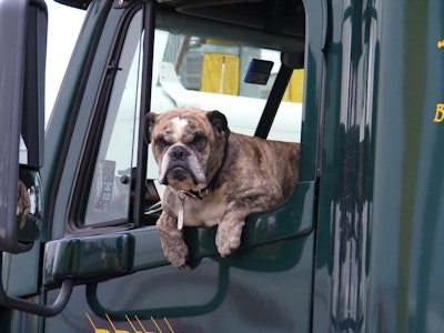 Dog in the window of a truck