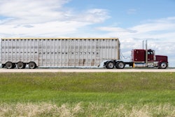 Livestock hauling big rig
