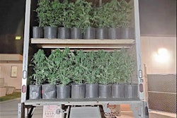 Truck loaded with two decks of marijuana plants in pots