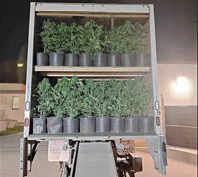 Truck loaded with two decks of marijuana plants in pots