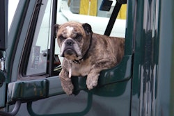 Dog in window of big rig