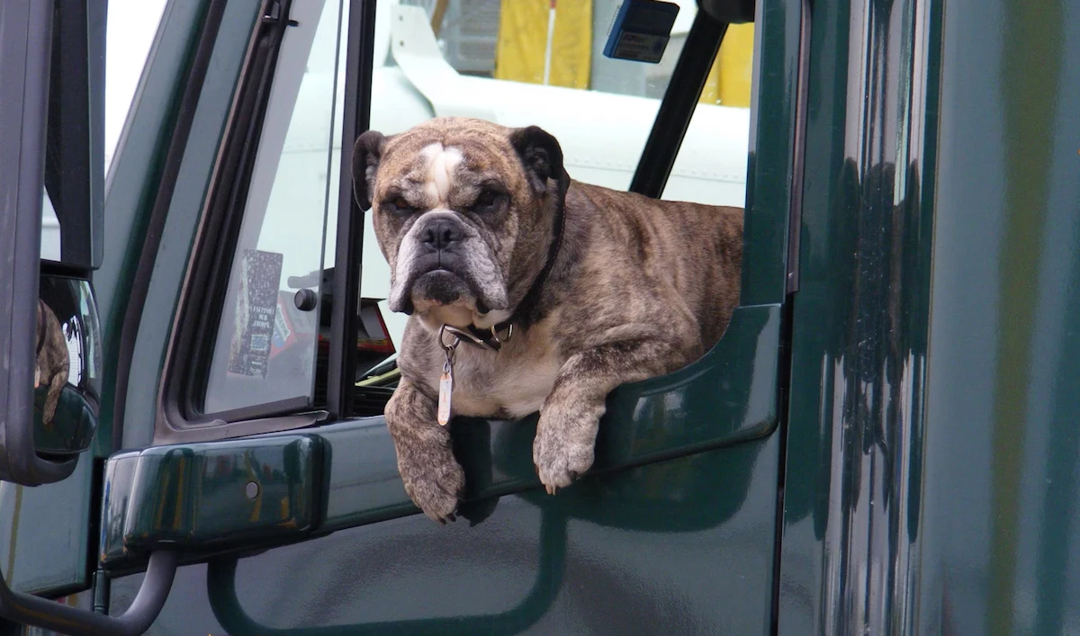 Survey: Truckers say they travel with their pets for ’emotional support’