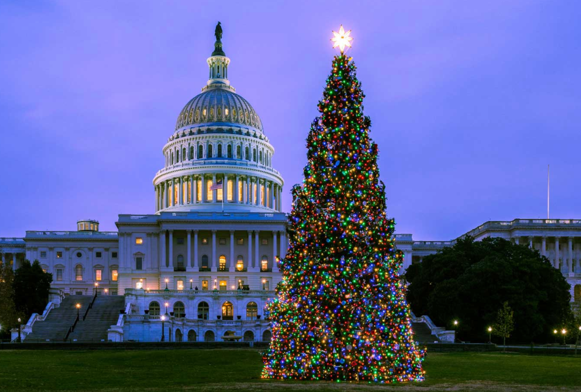 Capitol Christmas Tree