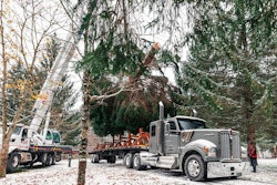 Christmas tree being loaded onto flatbed trailer