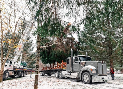 Christmas tree being loaded onto flatbed trailer
