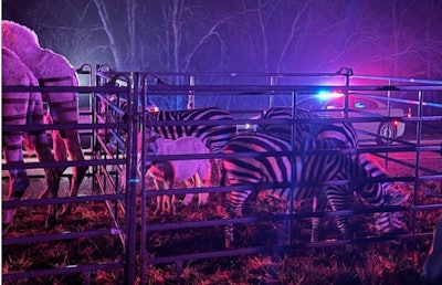 Circus animals rescued from the burning tractor-trailer were secured by law enforcement officers