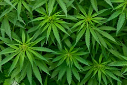 Marijuana leaves