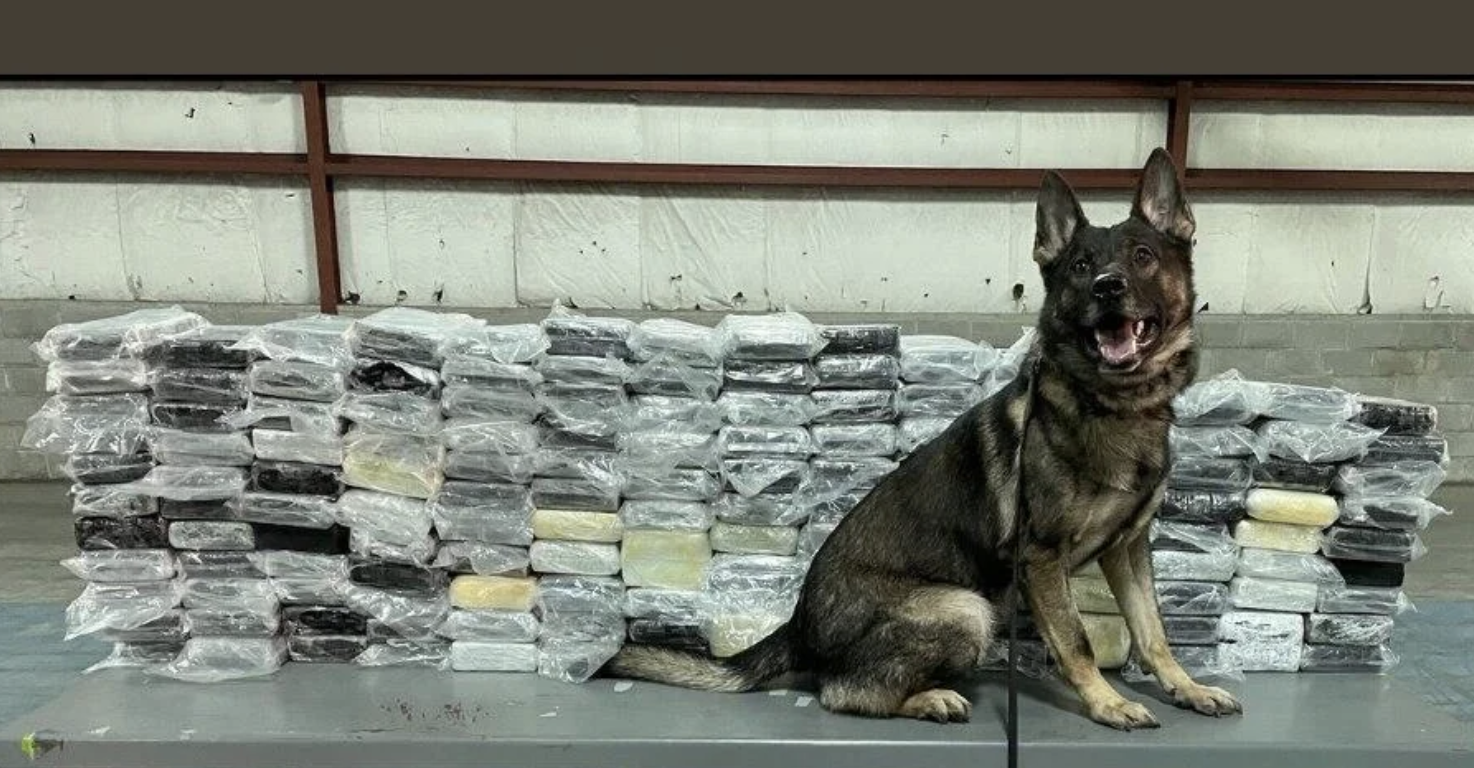 K9 Argo of the Warren (Michigan) Police Department with almost 400 lbs. of cocaine