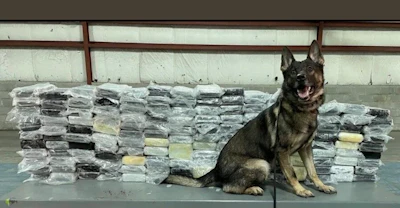 K9 Argo of the Warren (Michigan) Police Department with almost 400 lbs. of cocaine