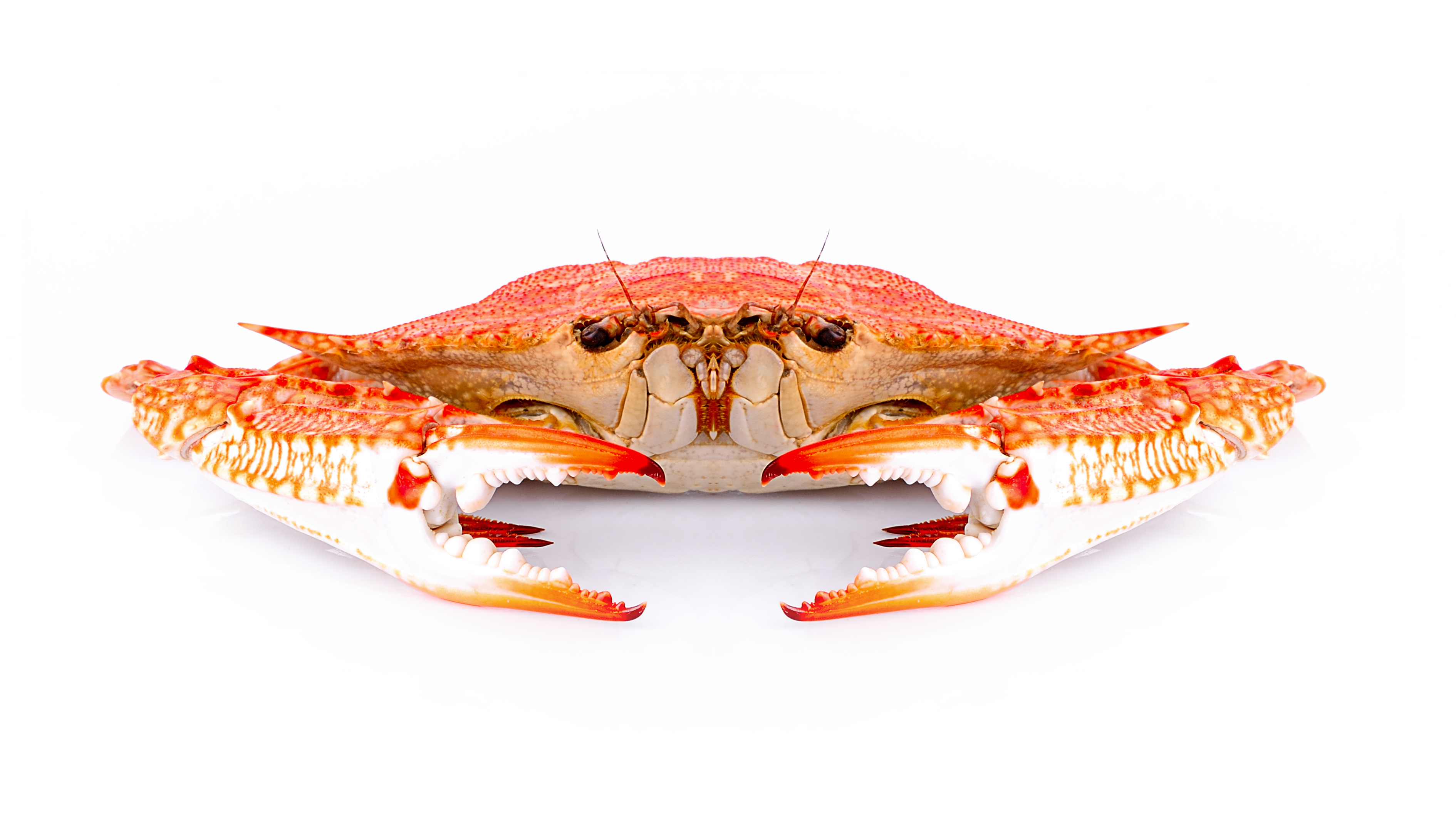 Orange and red crab specimen photographed from above against white background