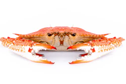 Orange and red crab specimen photographed from above against white background