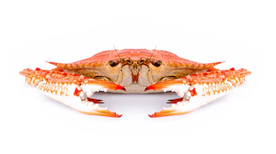 Orange and red crab specimen photographed from above against white background